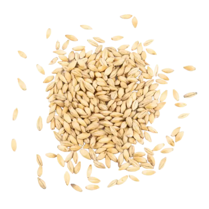 Hovedbilde Pilsner malt(Ebc 3.8) - Schuema